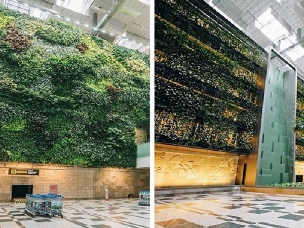 Refreshed Green Wall breathes new Life into Terminal 3